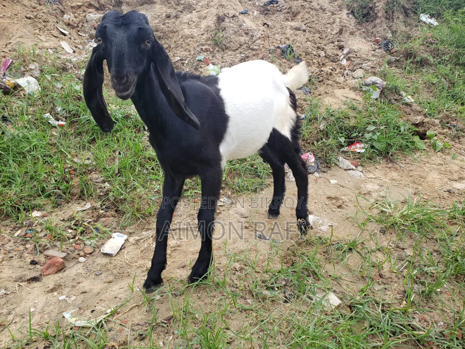 Goats for Sale