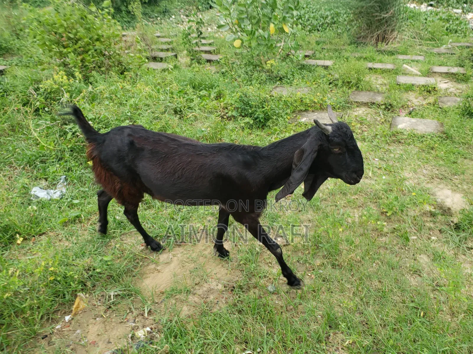 Goats for Sale