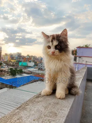 1-3 Months Female Purebred Persian