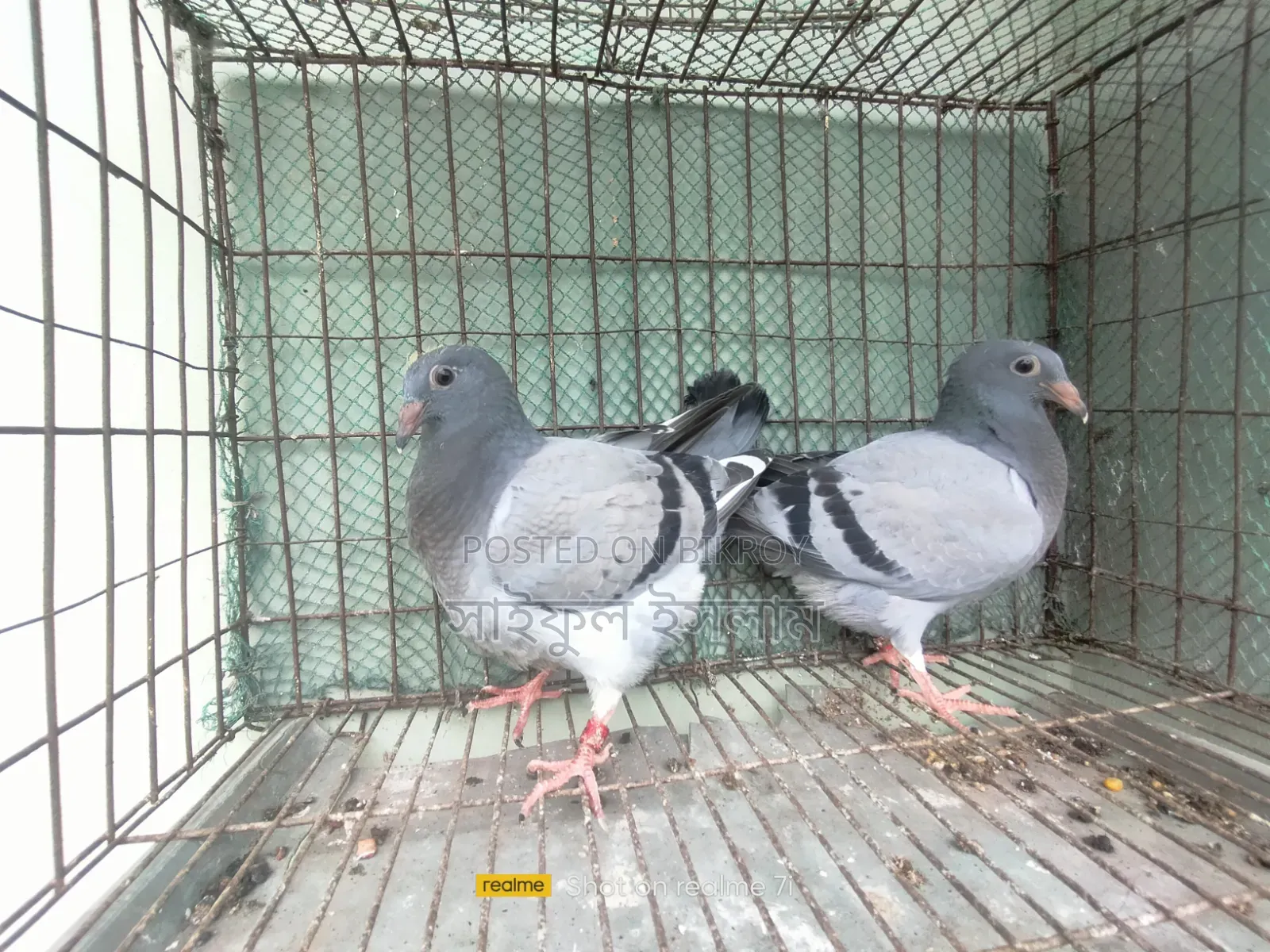 উন্নত মানের সব্জি হোমার বেবি জোড়া