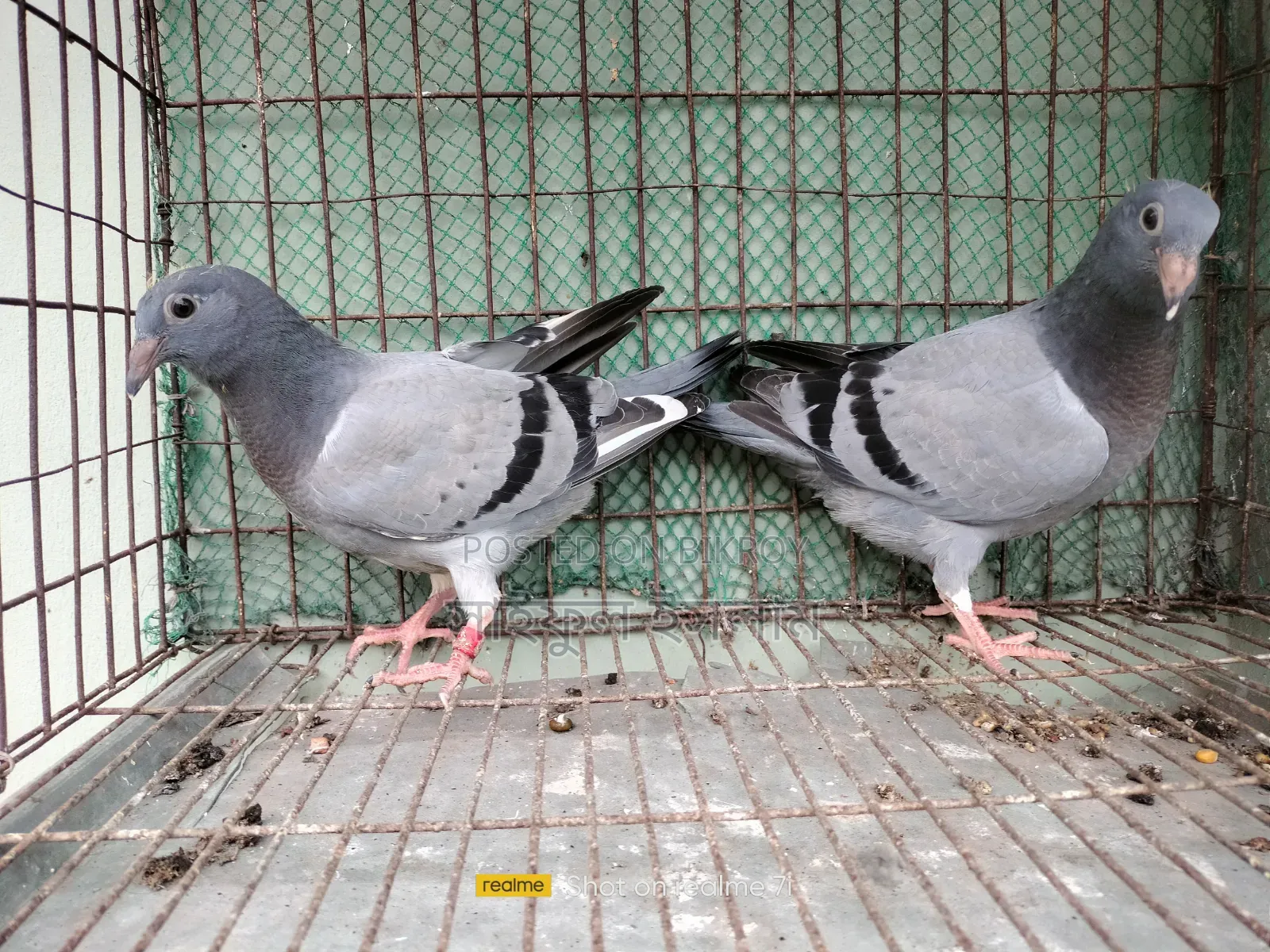 উন্নত মানের সব্জি হোমার বেবি জোড়া