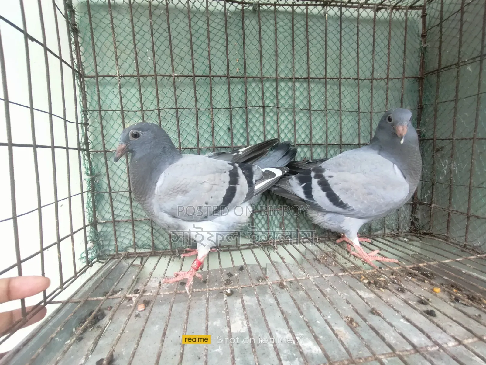 উন্নত মানের সব্জি হোমার বেবি জোড়া