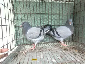 উন্নত মানের সব্জি হোমার বেবি জোড়া
