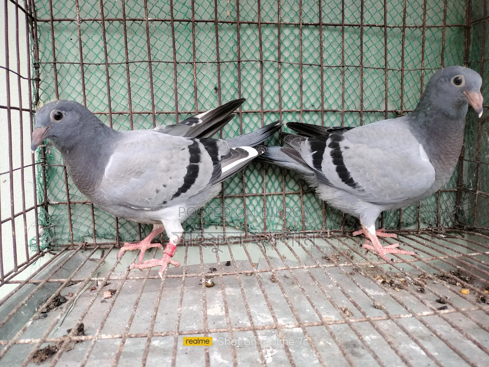 উন্নত মানের সব্জি হোমার বেবি জোড়া