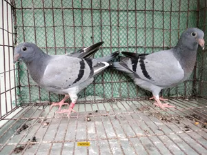 উন্নত মানের সব্জি হোমার বেবি জোড়া