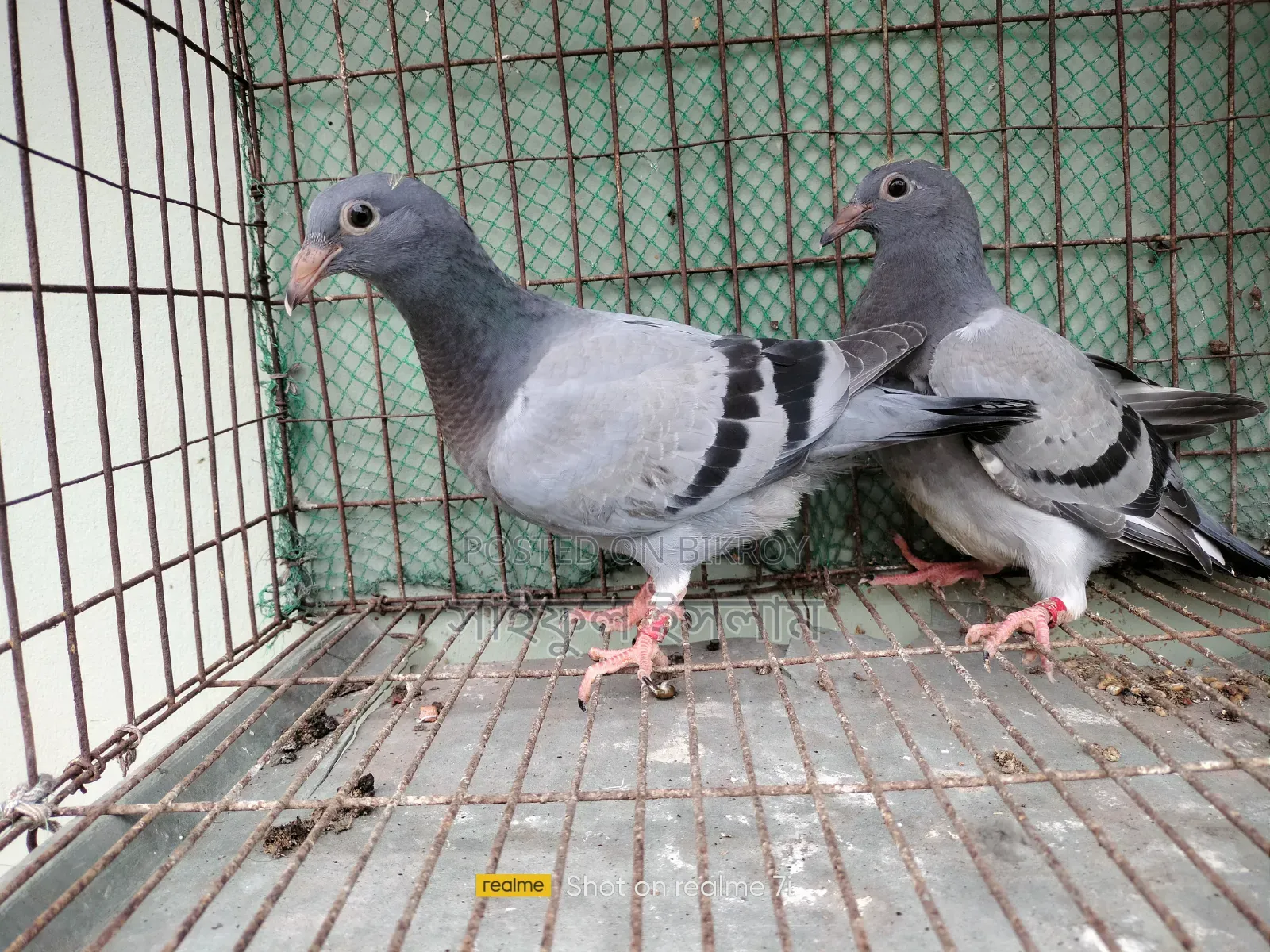 উন্নত মানের সব্জি হোমার বেবি জোড়া