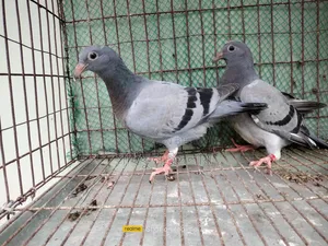উন্নত মানের সব্জি হোমার বেবি জোড়া