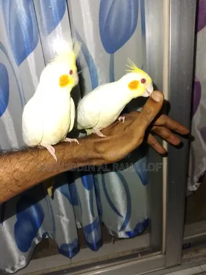 Self-fed Tame Lutino Cockatiel Baby