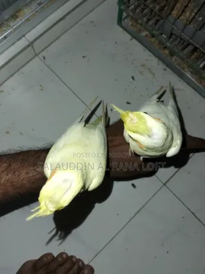Self-fed Tame Lutino Cockatiel Baby