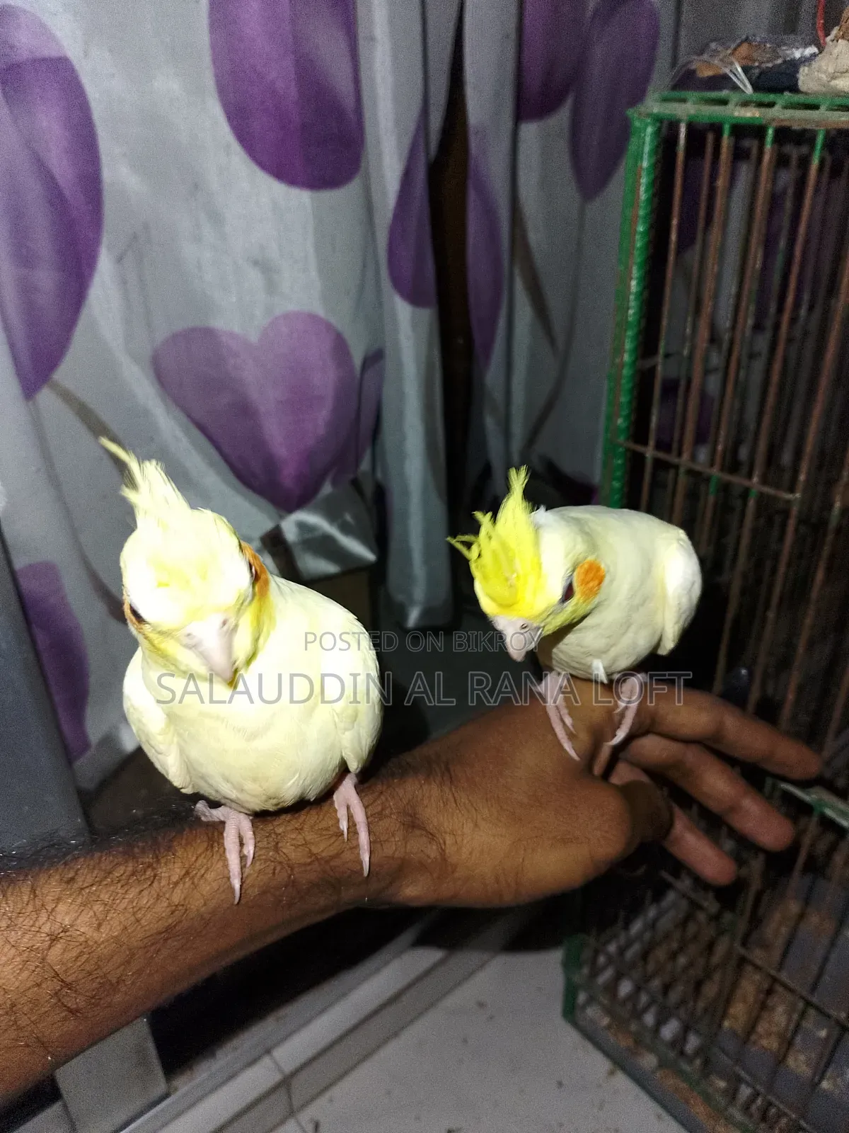 Self-fed Tame Lutino Cockatiel Baby
