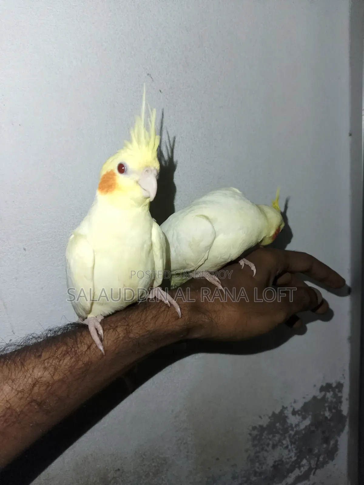 Self-fed Tame Lutino Cockatiel Baby