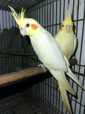Self-fed Tame Lutino Cockatiel Baby