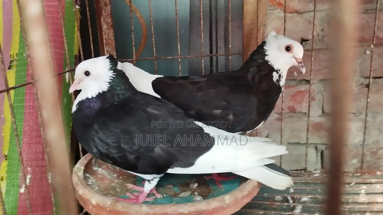 Rajgolla Running Pair