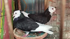 Rajgolla Running Pair