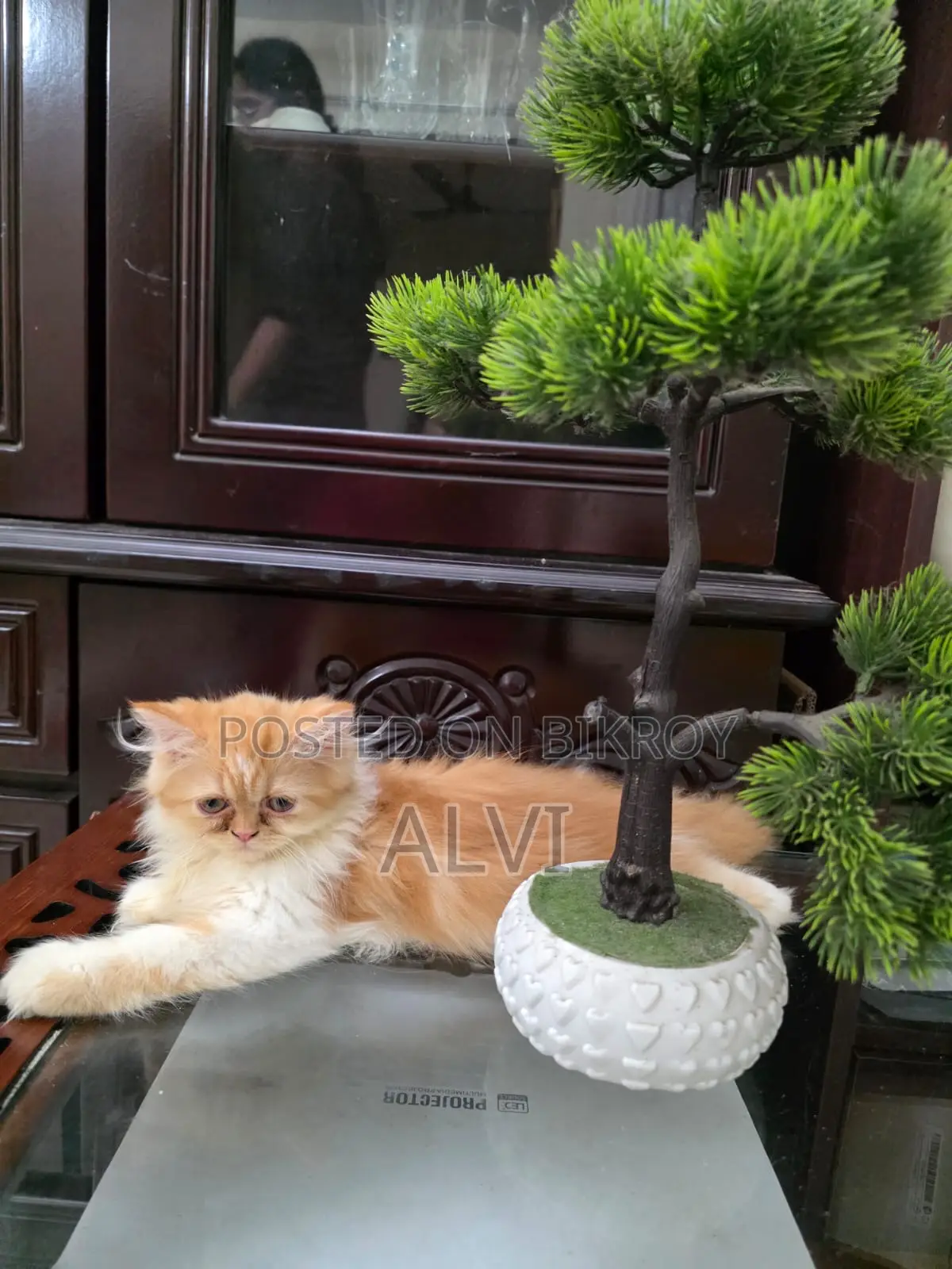 1-3 Months Female Purebred Persian