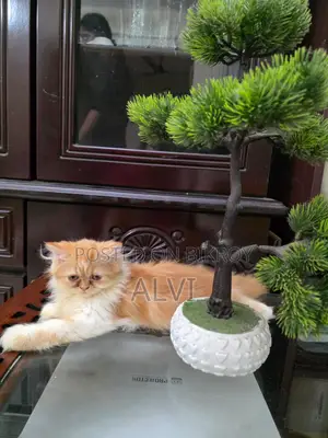 1-3 Months Female Purebred Persian