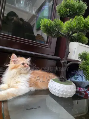 1-3 Months Female Purebred Persian