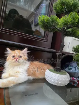 1-3 Months Female Purebred Persian