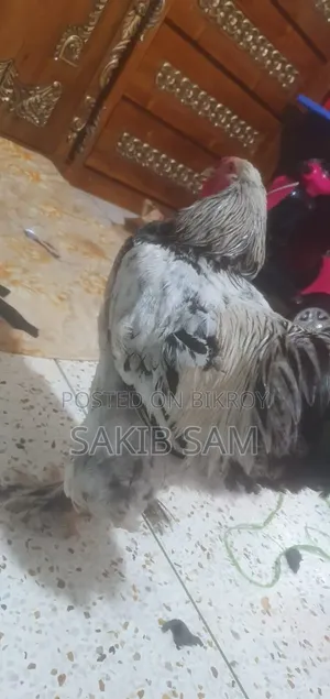 ব্রহ্মা মোরগ