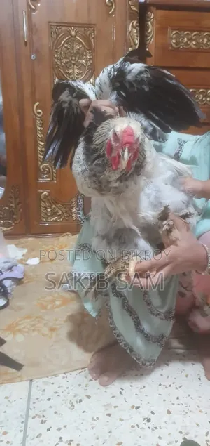 ব্রহ্মা মোরগ
