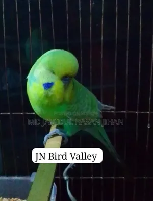 English Rainbow Producer Breeding Male