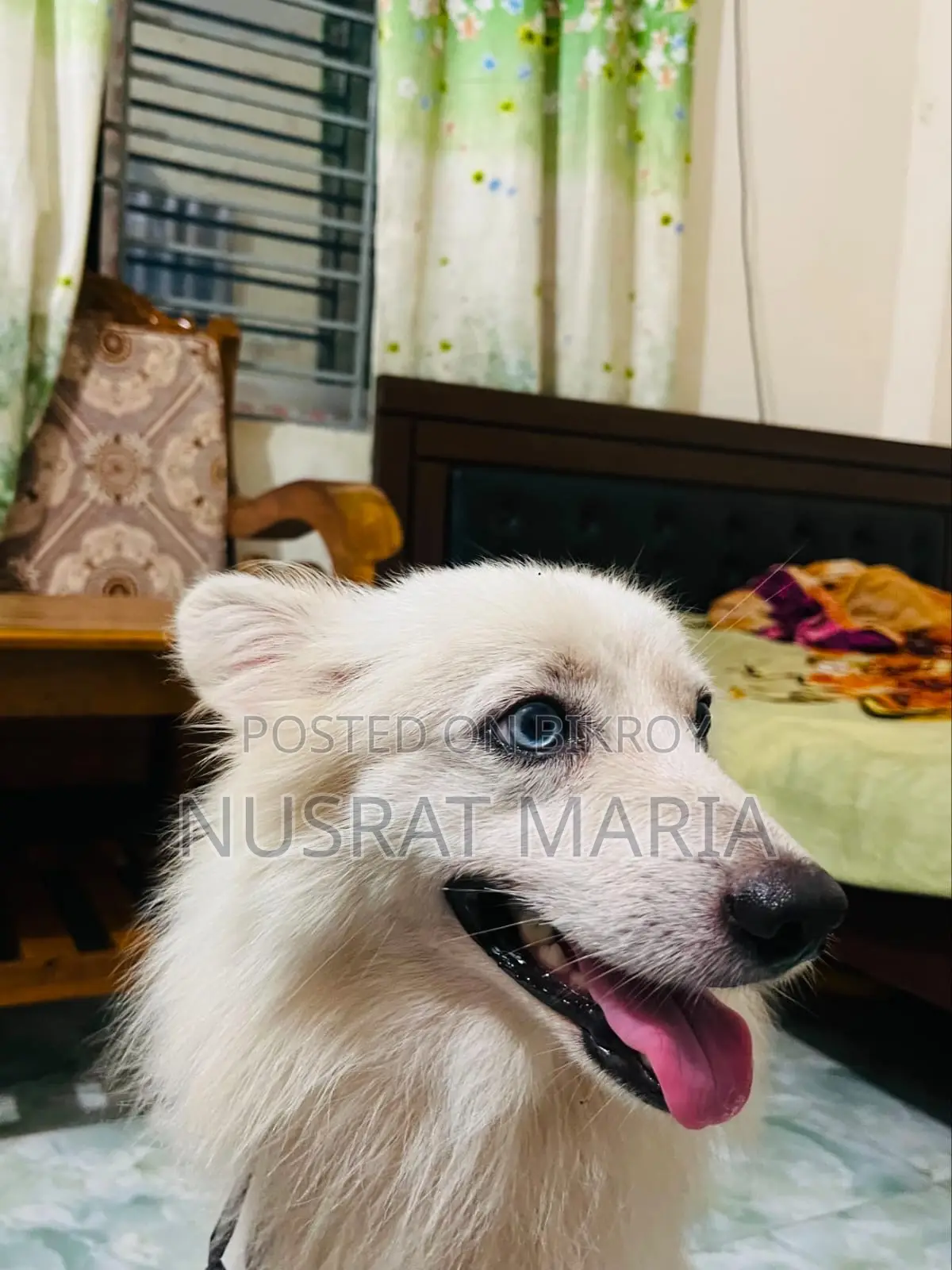 1+ Year Female Purebred Japanese Spitz