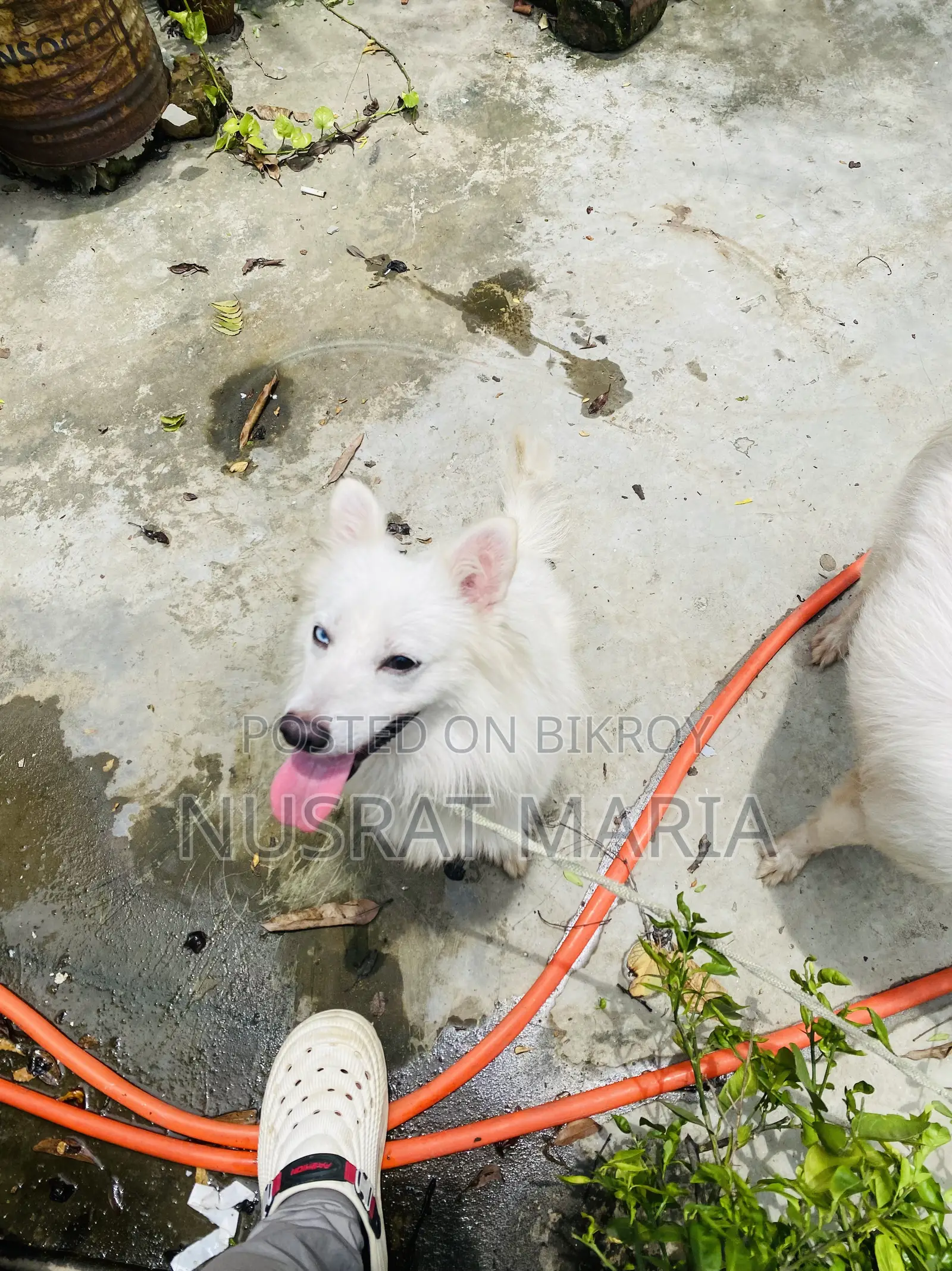 1+ Year Female Purebred Japanese Spitz