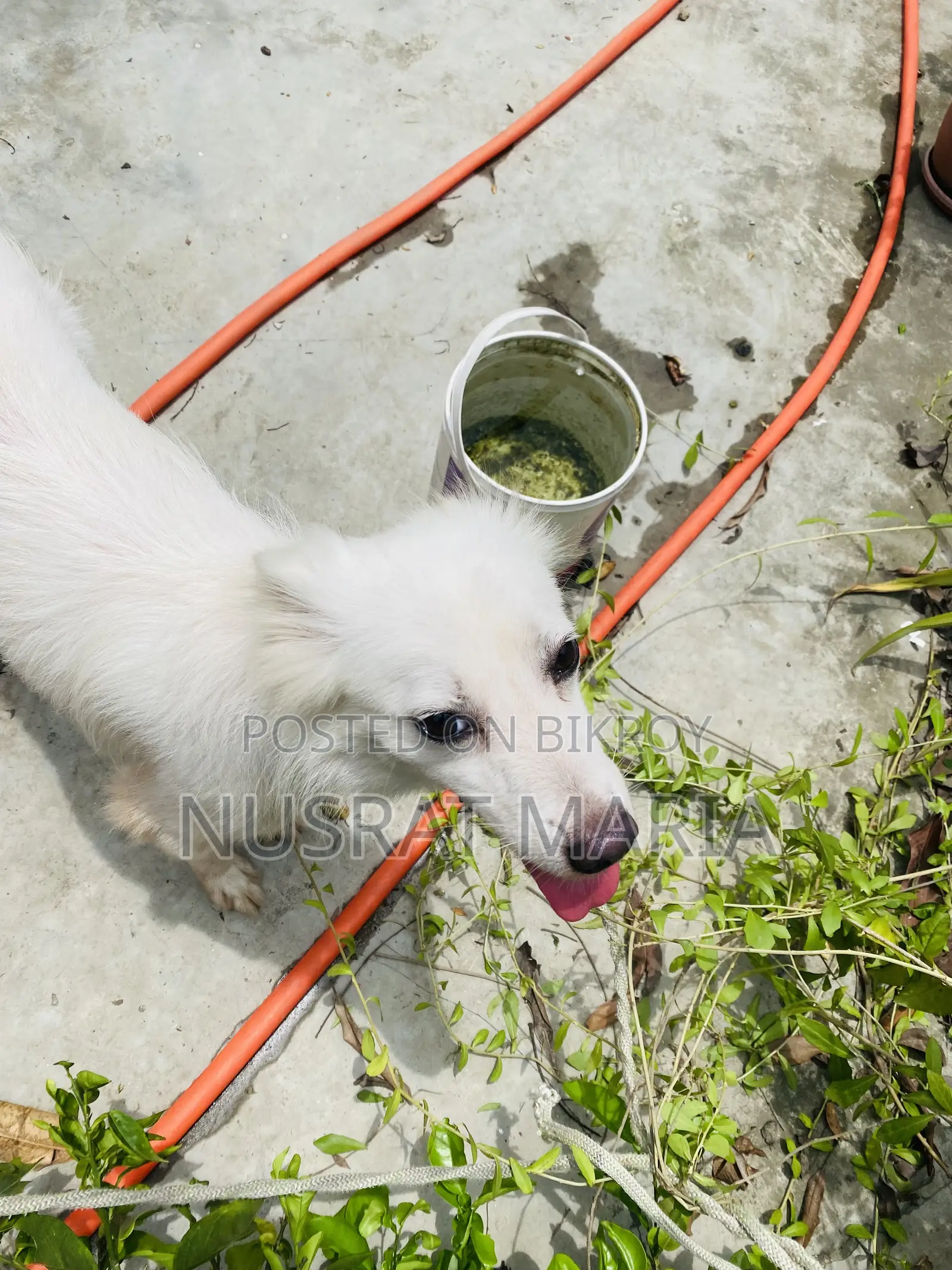 1+ Year Female Purebred Japanese Spitz