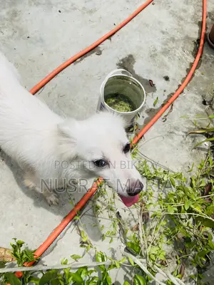 1+ Year Female Purebred Japanese Spitz