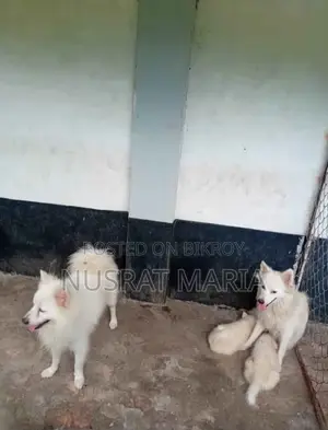 1+ Year Female Purebred Japanese Spitz