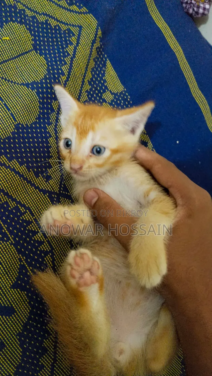 1-3 months Female Purebred Persian