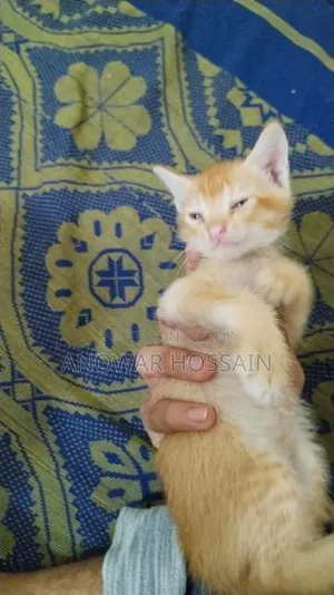 1-3 months Female Purebred Persian