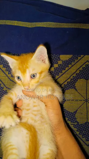 1-3 months Female Purebred Persian