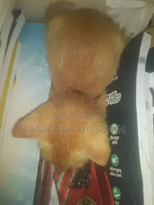 1-3 months Female Purebred Persian