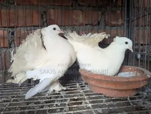 Lokkha Pigeon