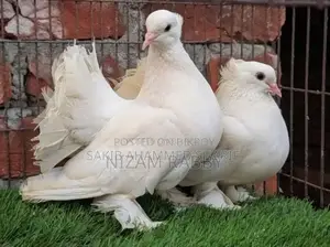 Lokkha Pigeon