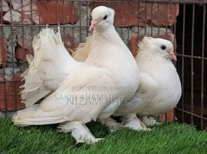Lokkha Pigeon