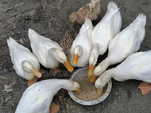 Farm Animals