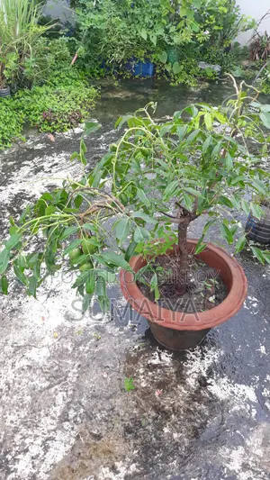 Fruit trees for sale