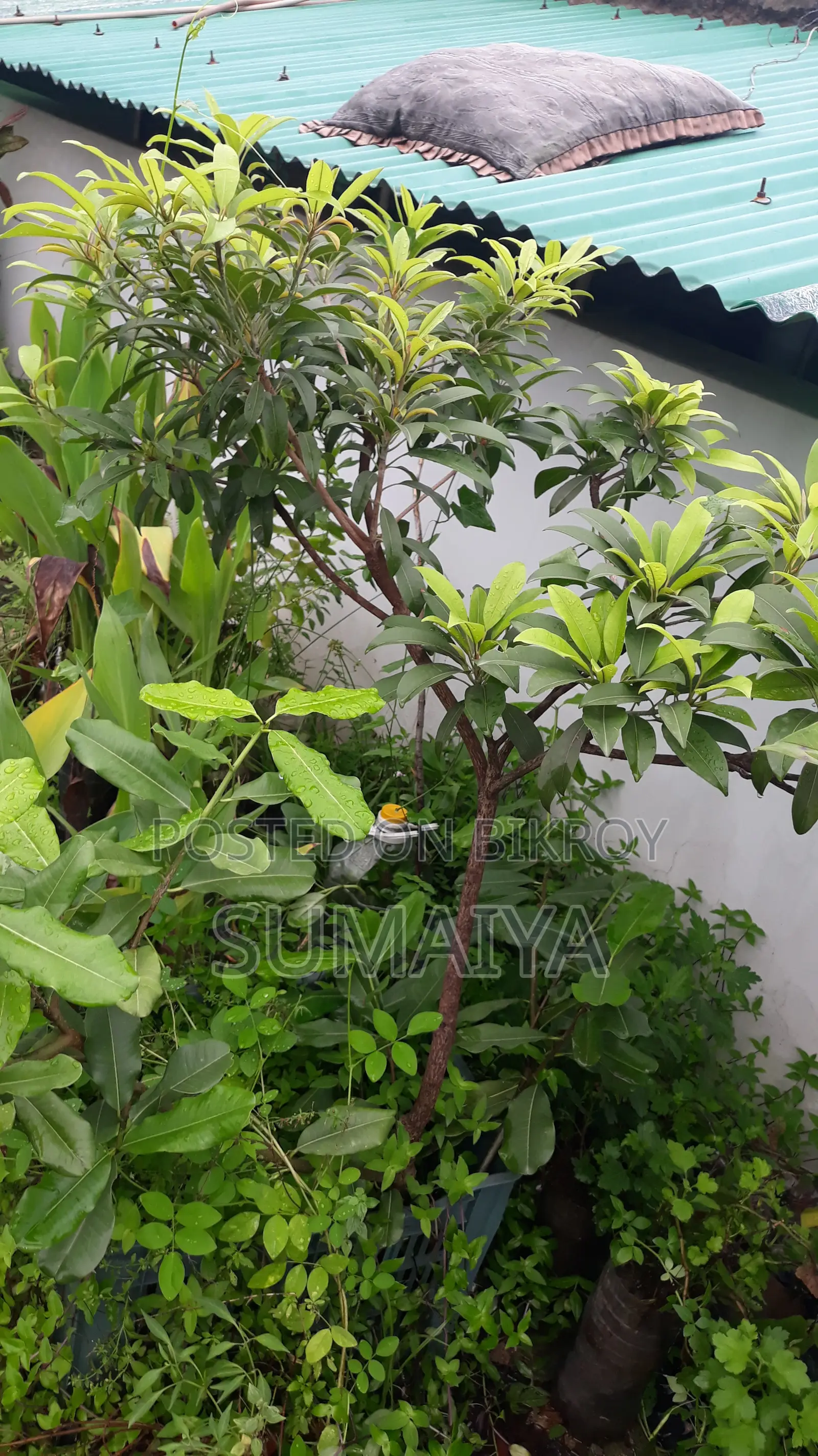 Fruit trees for sale