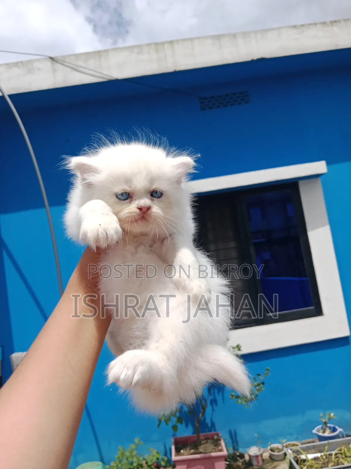 1-3 Months Male Purebred Persian