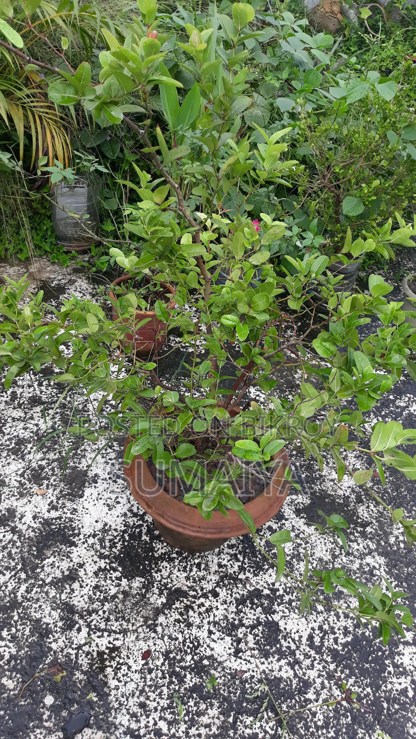 Fruit trees for sale