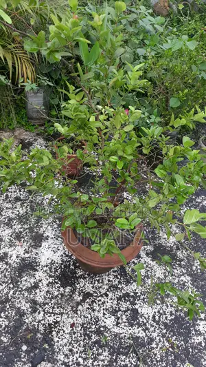 Fruit trees for sale