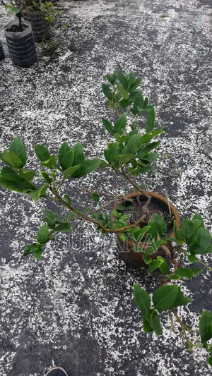 Fruit trees for sale