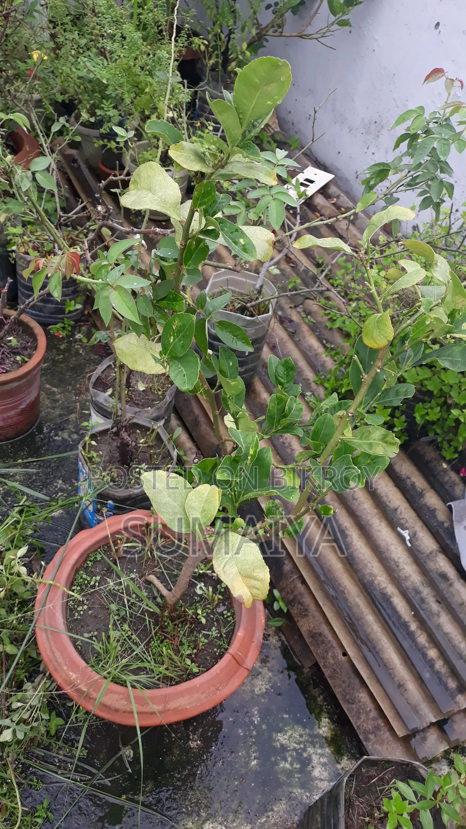 Fruit trees for sale