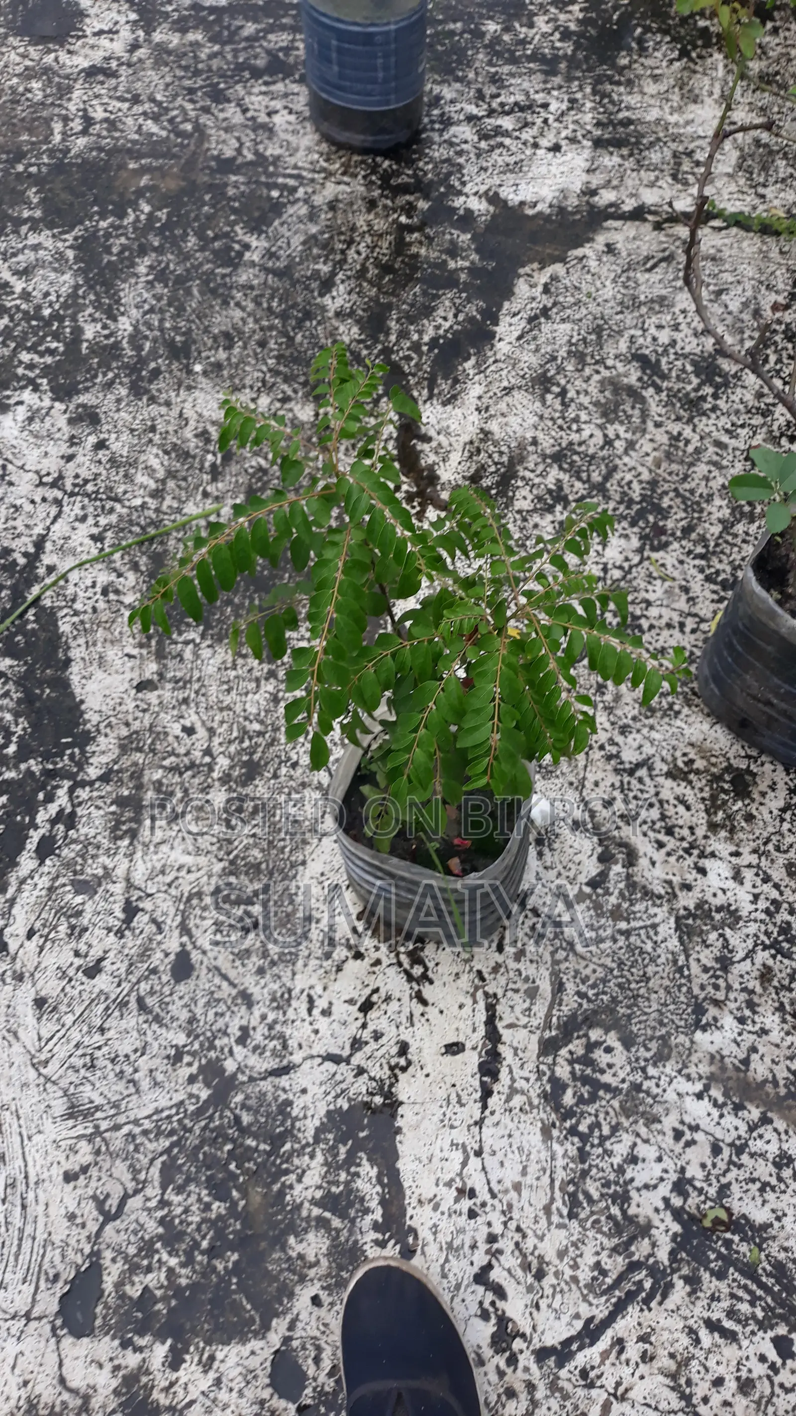 Fruit trees for sale