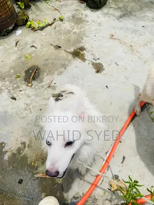 1+ Year Male Purebred Japanese Spitz