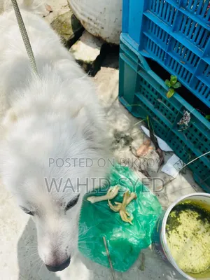 1+ Year Male Purebred Japanese Spitz