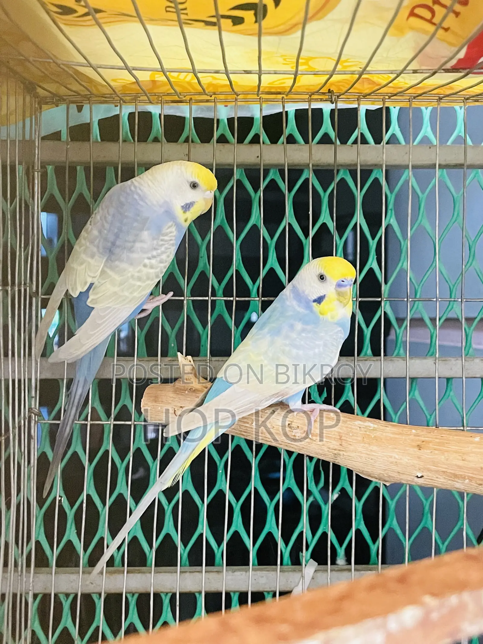 Rainbow Budgie