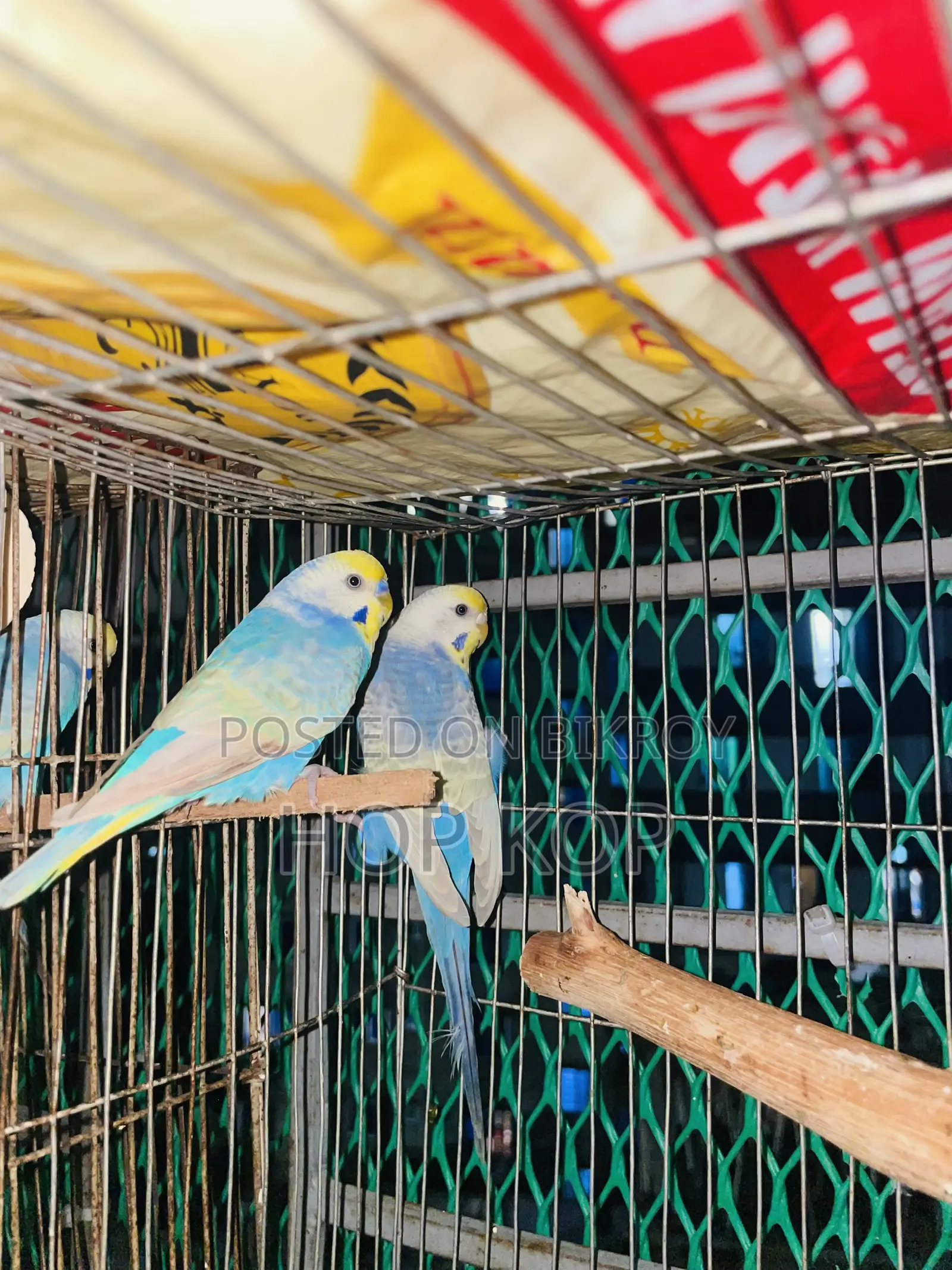 Rainbow Budgie